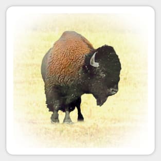 Bison Sticker